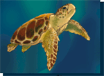 caretta